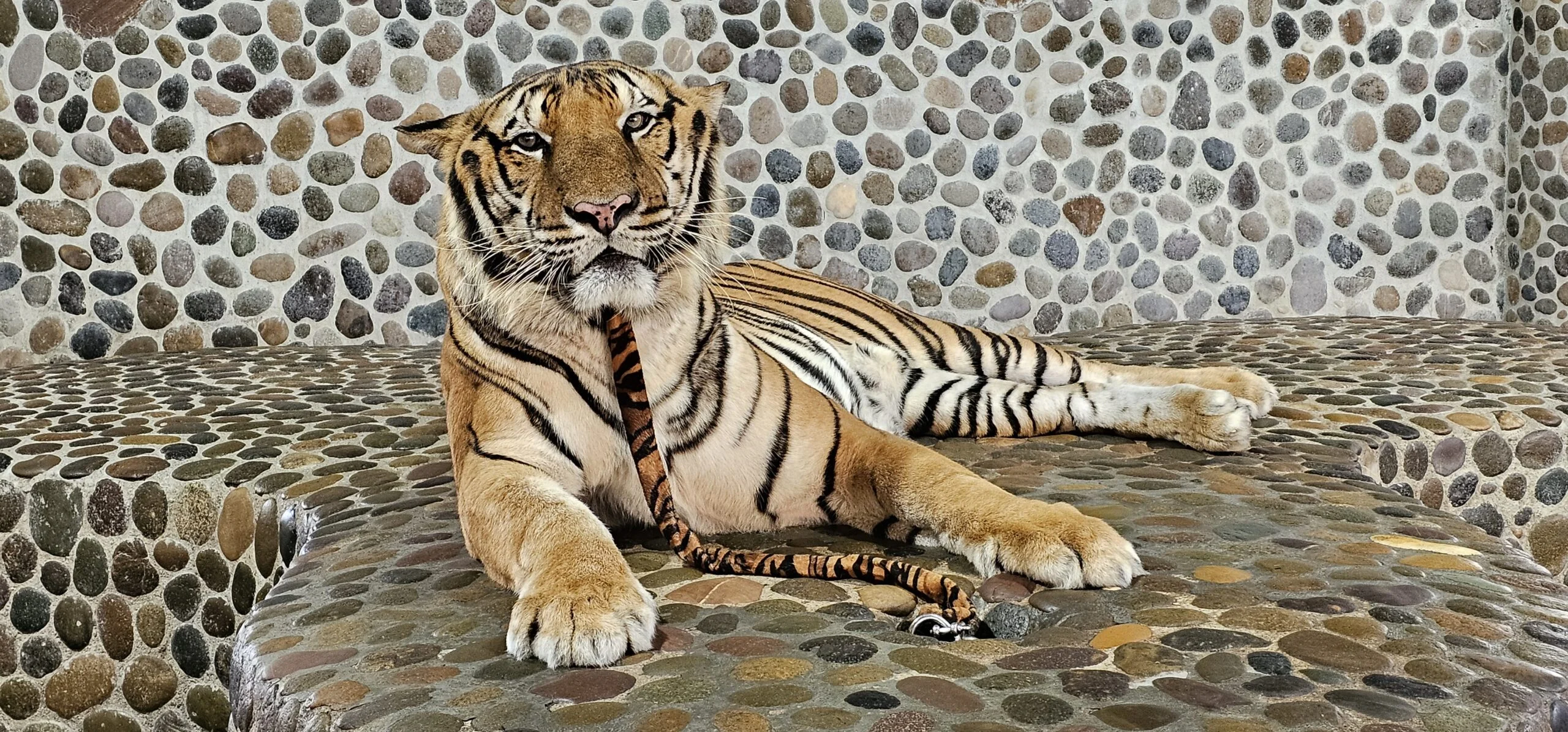 Million Years Stone Park, Pattaya Crocodile Farm
